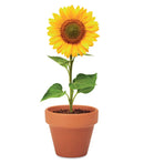 Sunflower - Grow your own Pot