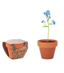 Forget me not - Grow your own pot