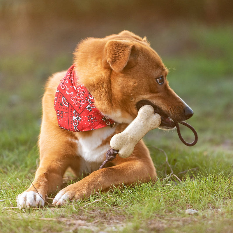 Dog Chew Toy in TPR material